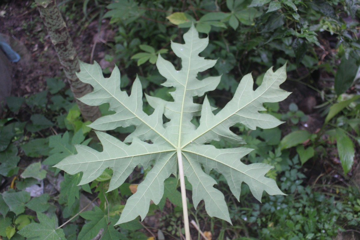 Carica papaya L.